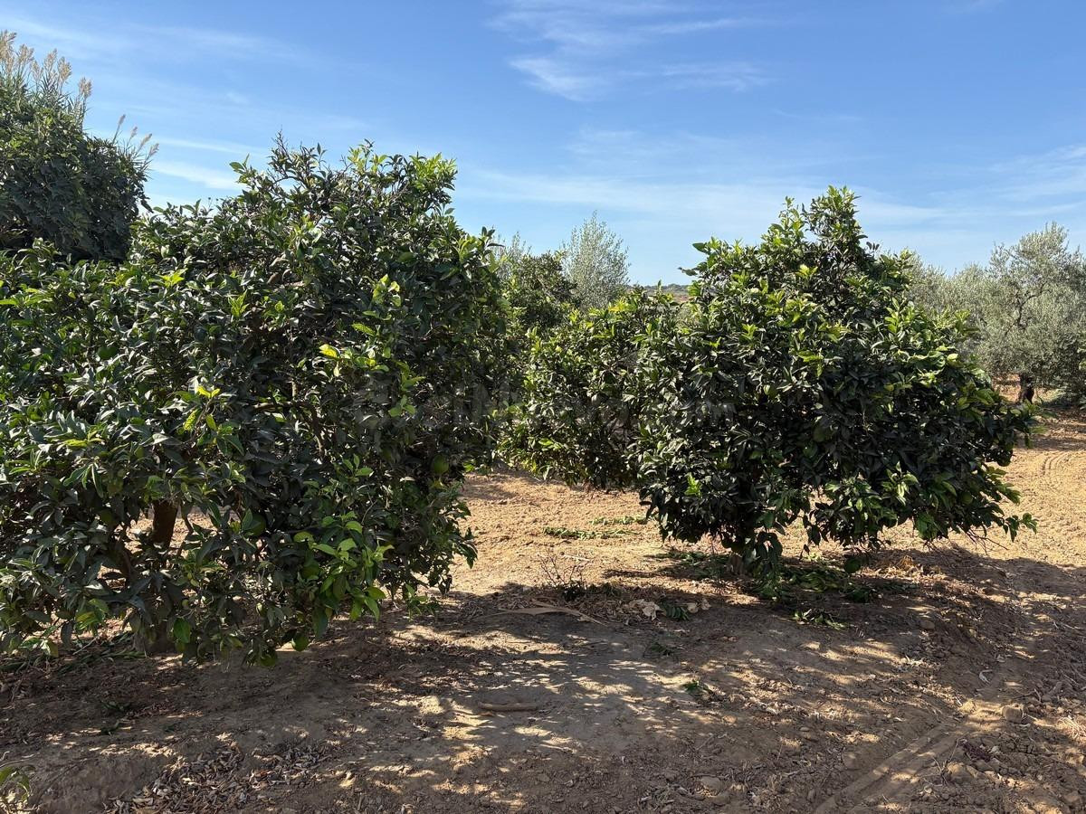 Finca de olivar - foto 2