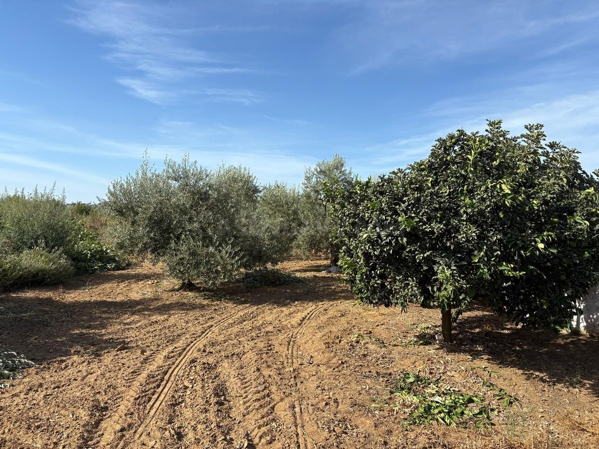 Finca de olivar - foto 3