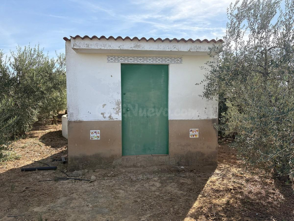 Finca de olivar - foto 4