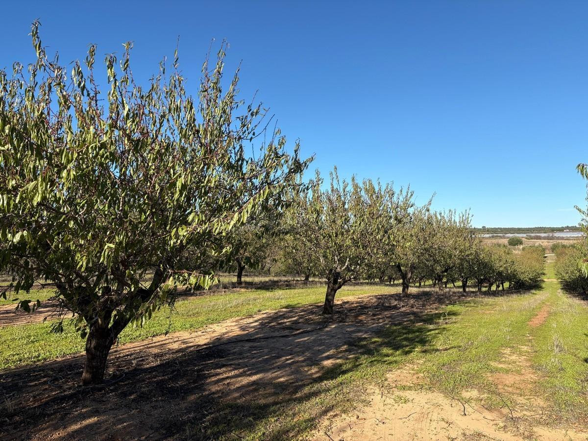 Finca rústica de Almendros