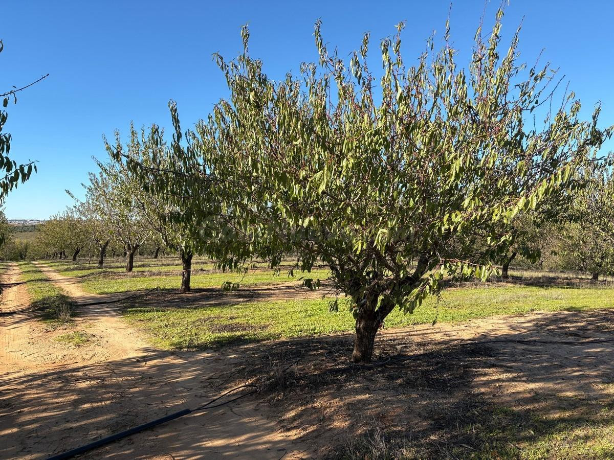 Finca rústica de Almendros - foto 2
