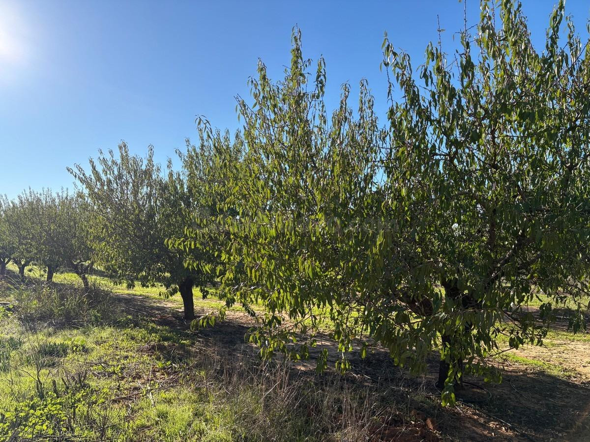 Finca rústica de Almendros - foto 3