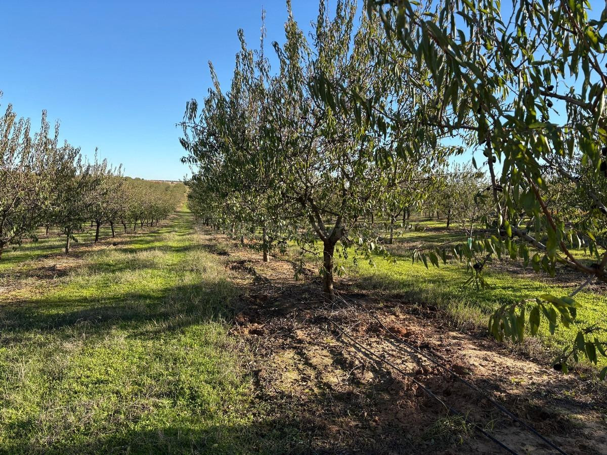 Finca rústica de Almendros - foto 5