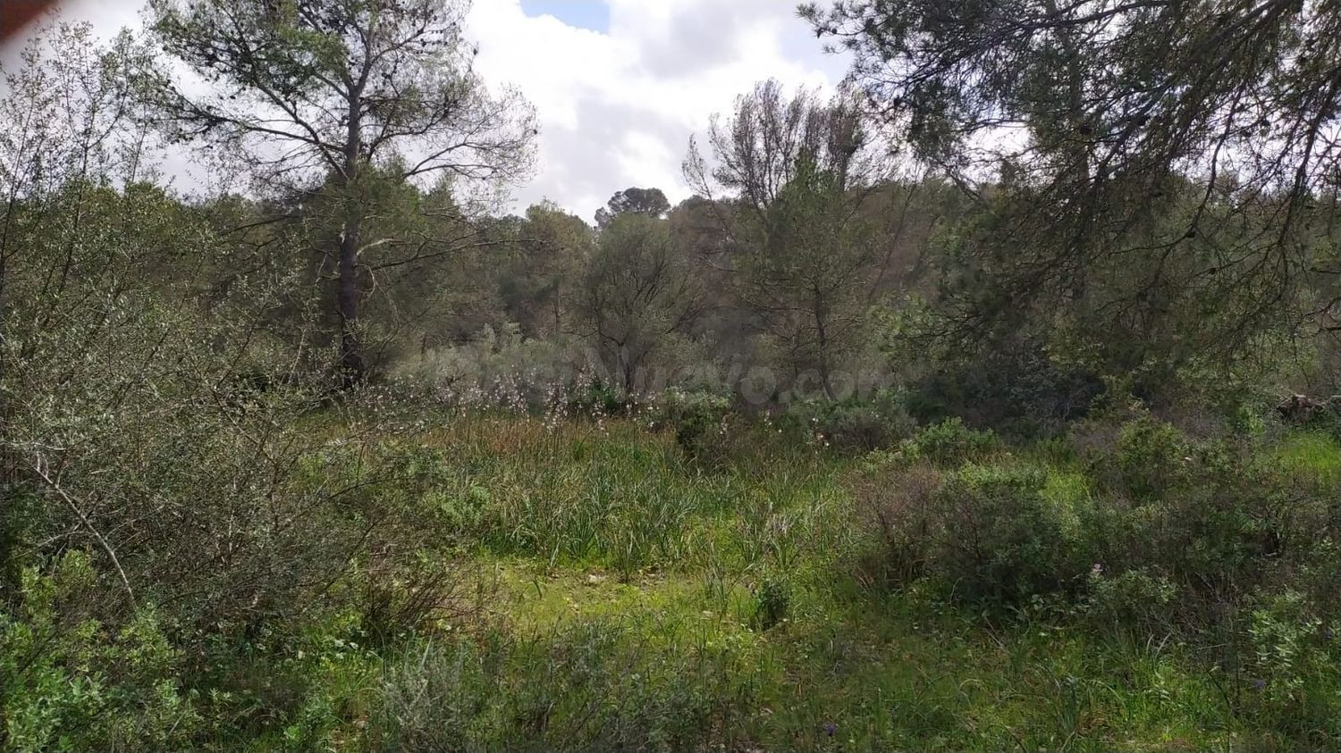 Terreno en Ses Maioles. Algaida