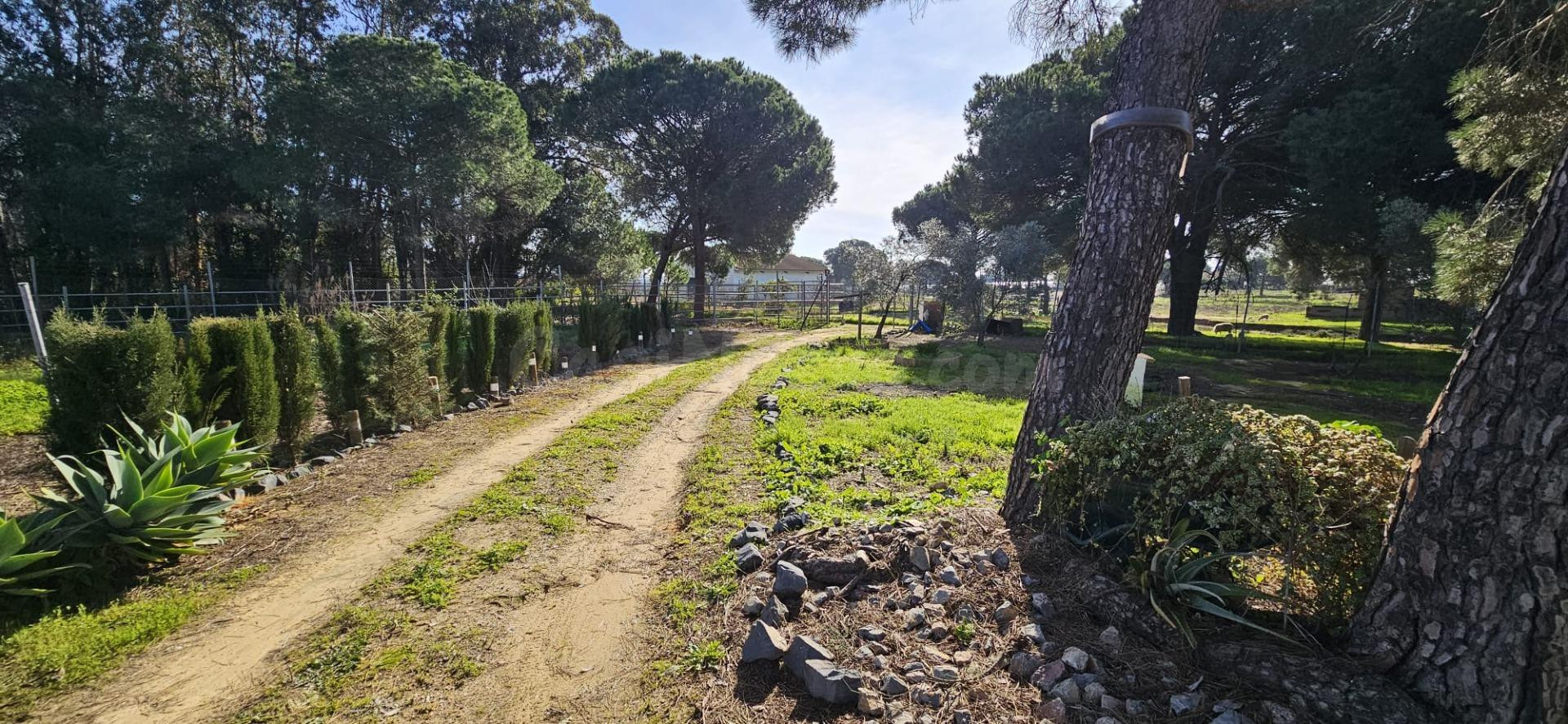 Preciosa finca situada en la Calvilla, Gibraleón (Huelva)