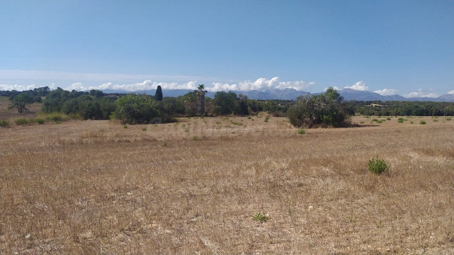 Finca rústica edificable en Algaida