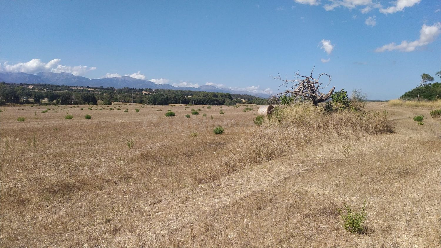 Finca rústica edificable en Algaida - foto 2