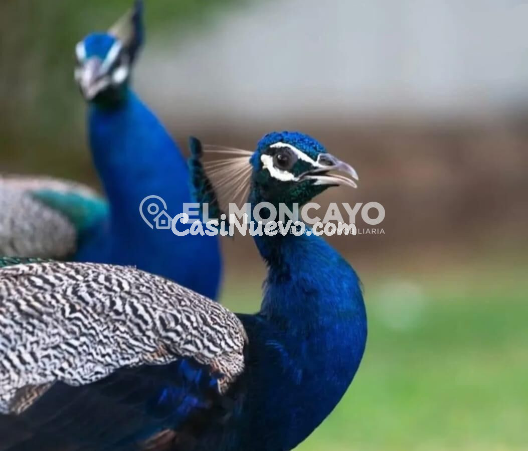 Fantástico apartamento en Guardamar del Segura, Alicante, Co - foto 24