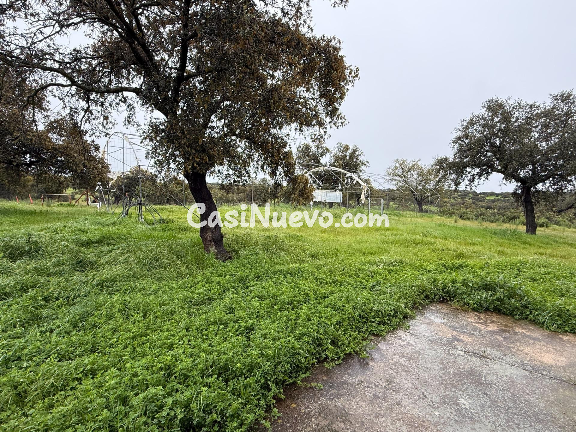 DEHESA EL ALFILEJO – ALCARACEJOS - foto 14