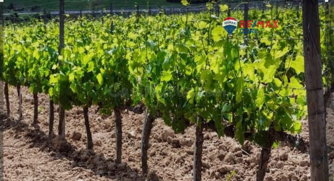 Finca Agrícola con Olivos y Viñedos en Producción