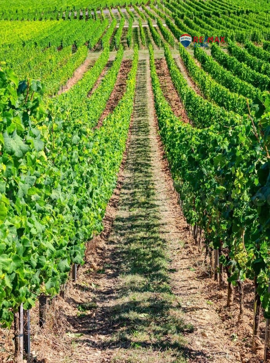 Finca Agrícola con Olivos y Viñedos en Producción - foto 2