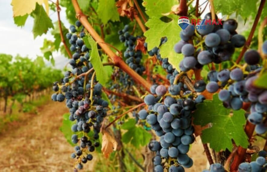 Finca Agrícola con Olivos y Viñedos en Producción - foto 3