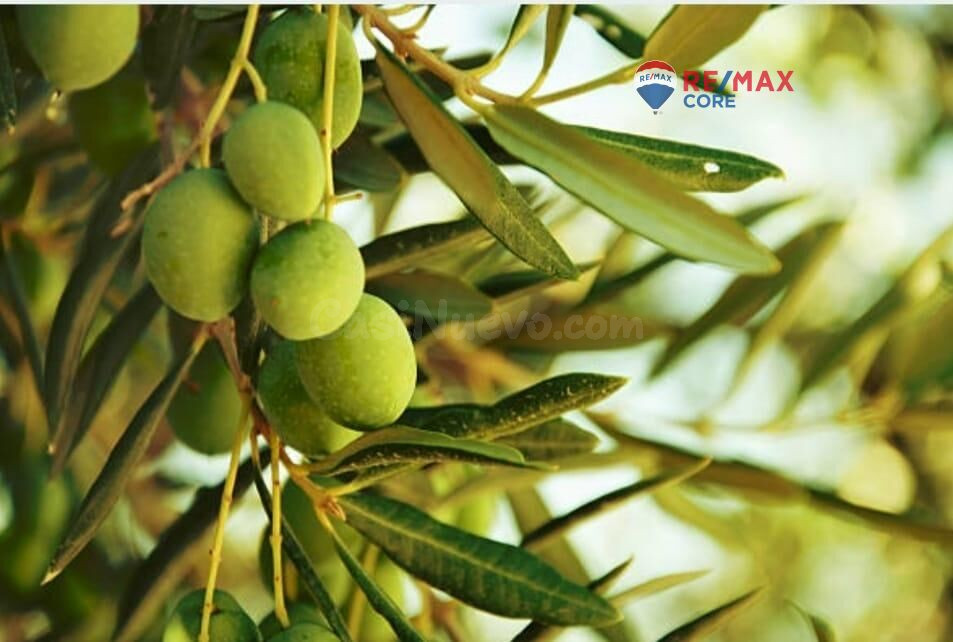 Finca Agrícola con Olivos y Viñedos en Producción - foto 4