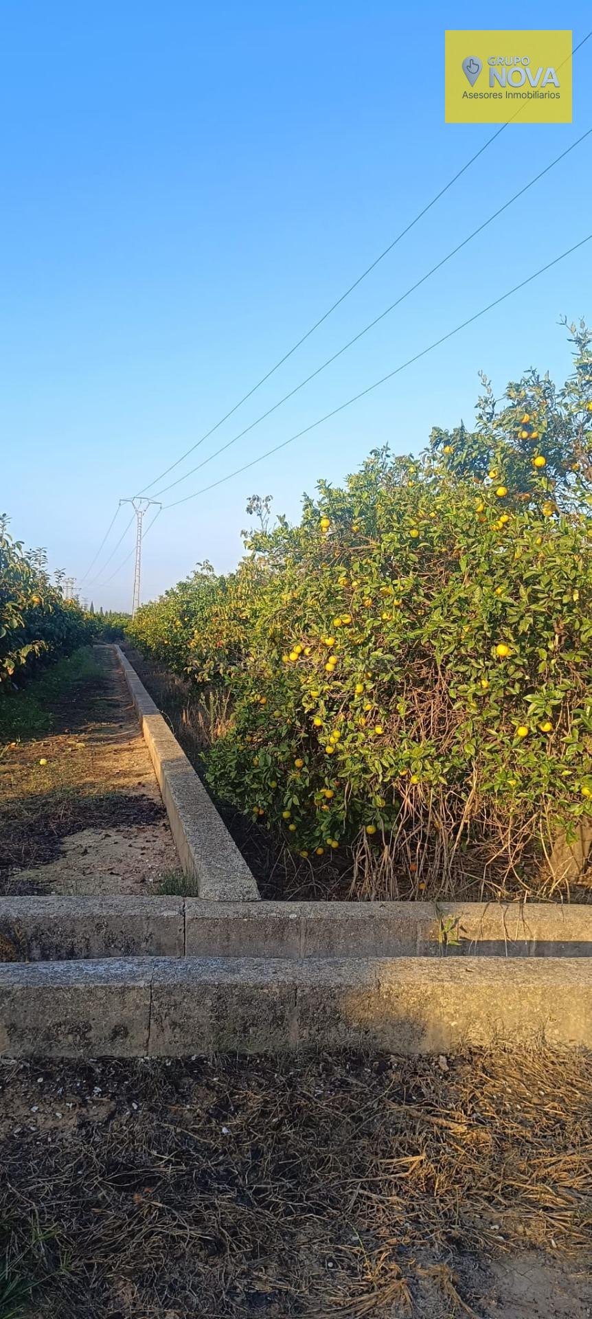 Oportunidad de Inversión: Terreno Rústico con Árboles Frutales en Alzira, Valencia
