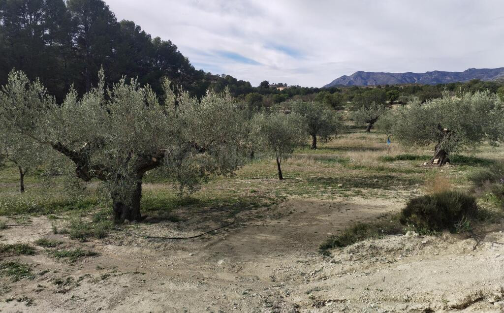 Preciosa finca rústica con excelente potencial en Relleu