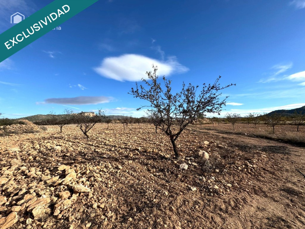 EXCLUSIVA OPORTUNIDAD – PARCELAS RÚSTICAS EN CASAS DE SANCHI - foto 4