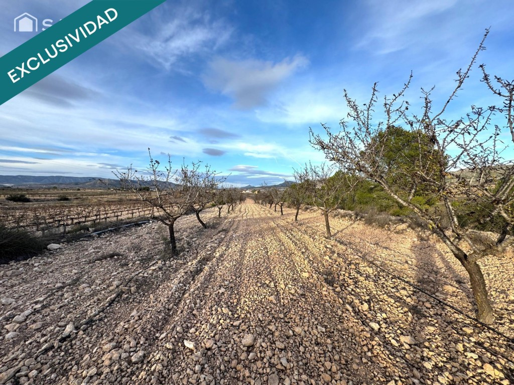 EXCLUSIVA OPORTUNIDAD – PARCELAS RÚSTICAS EN CASAS DE SANCHÍ - foto 3