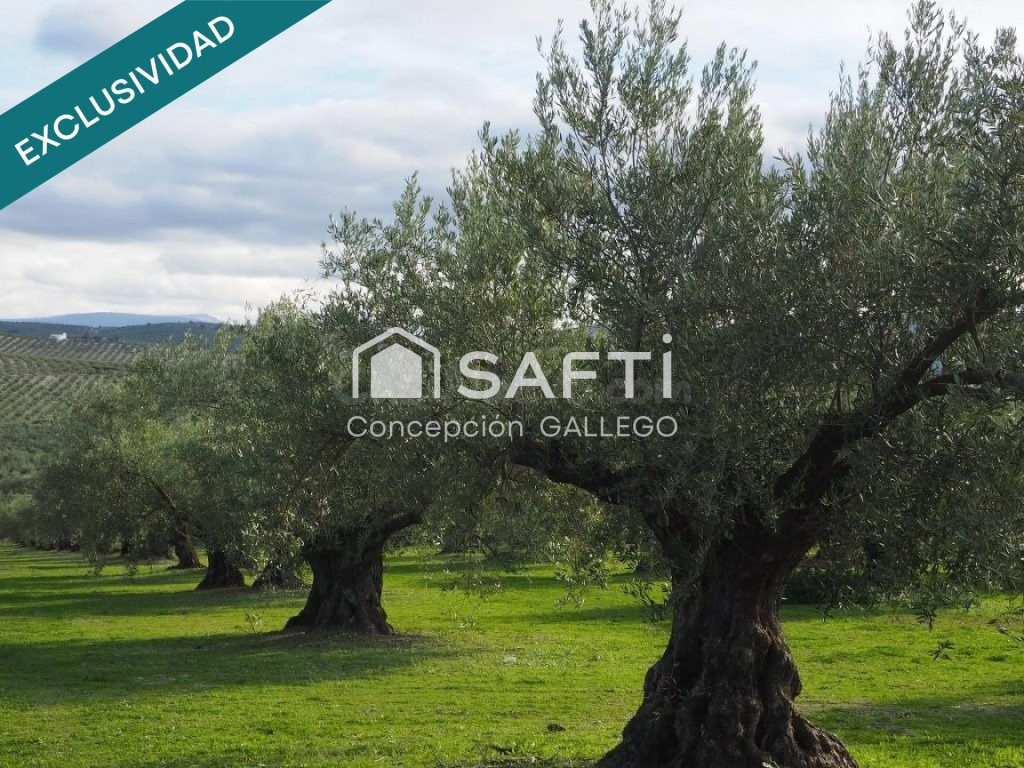 Terreno de Secano con Plantación de Olivos en Campo de Criptana - foto 4