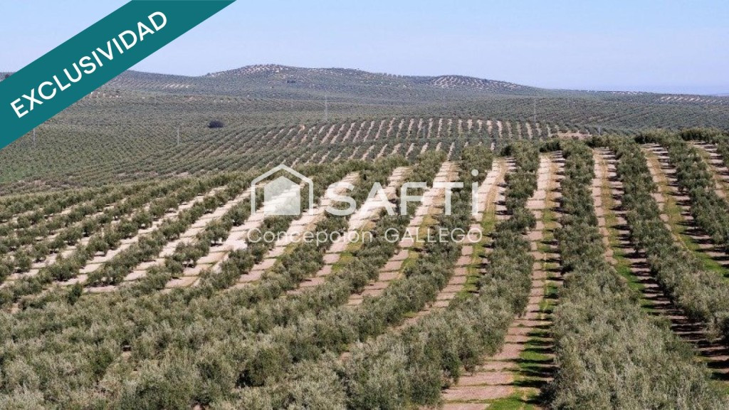 Terreno de Secano con Plantación de Olivos en Campo de Criptana - foto 5