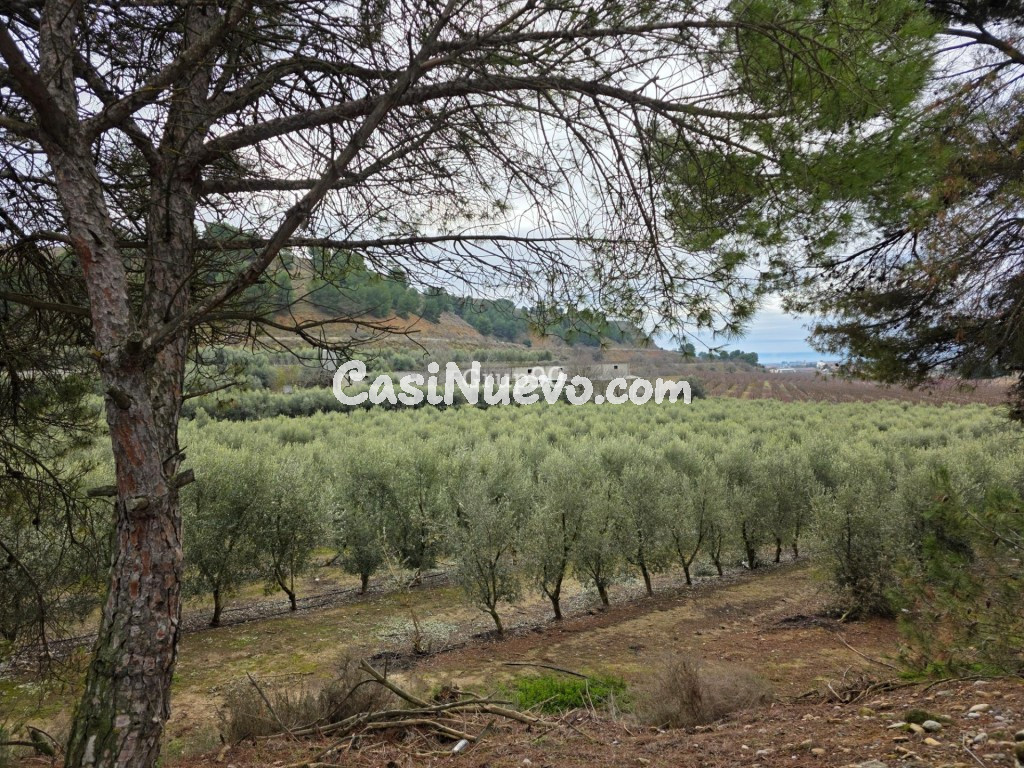 Finca rústica excepcional de 4 hectáreas con vivienda y alma - foto 6