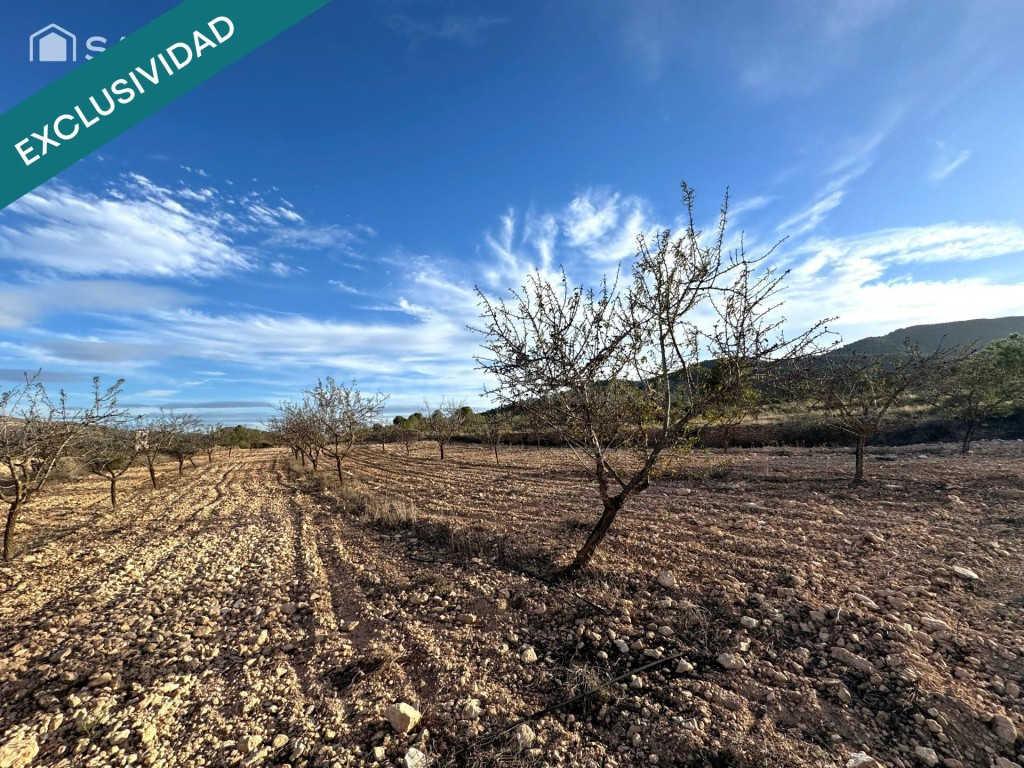 EXCLUSIVA OPORTUNIDAD – PARCELAS RÚSTICAS EN CASAS DE SANCHI - foto 3