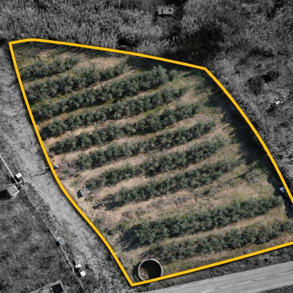 Finca rústica con olivos y caseta tipo caja de herramientas