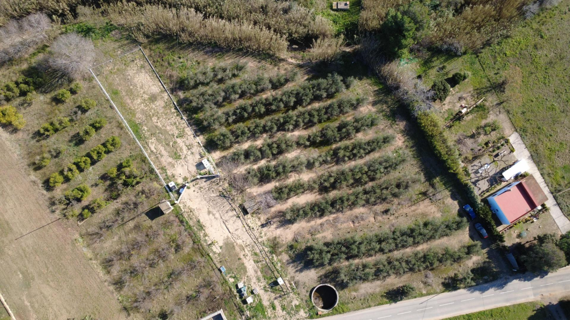 Finca rústica de 3.439 m2 con olivos, balsa y acceso directo - foto 4