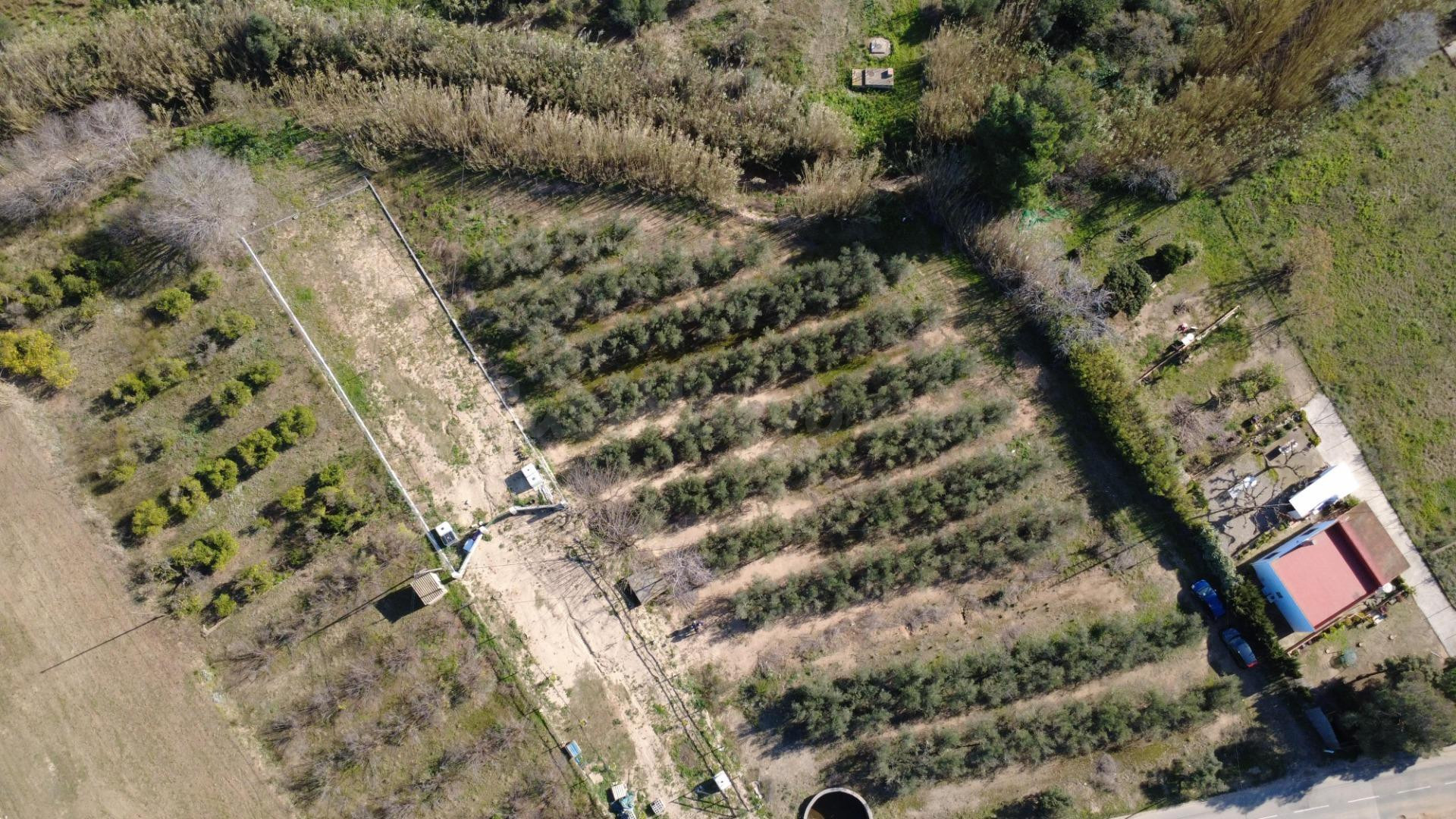 Finca rústica de 3.439 m2 con olivos, balsa y acceso directo - foto 5