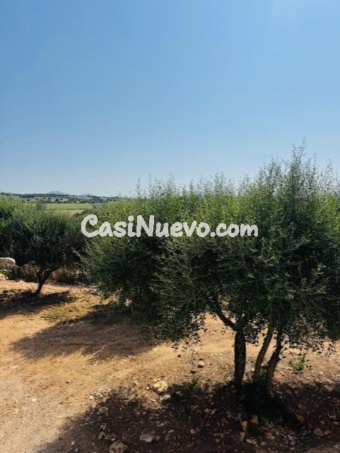 FINCA RUSTICA EN  SA TEULERA - PETRA - foto 22