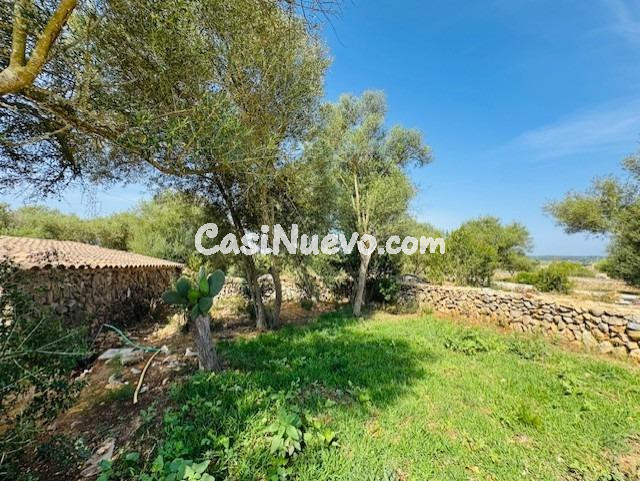 FINCA RUSTICA EN  SA TEULERA - PETRA - foto 31