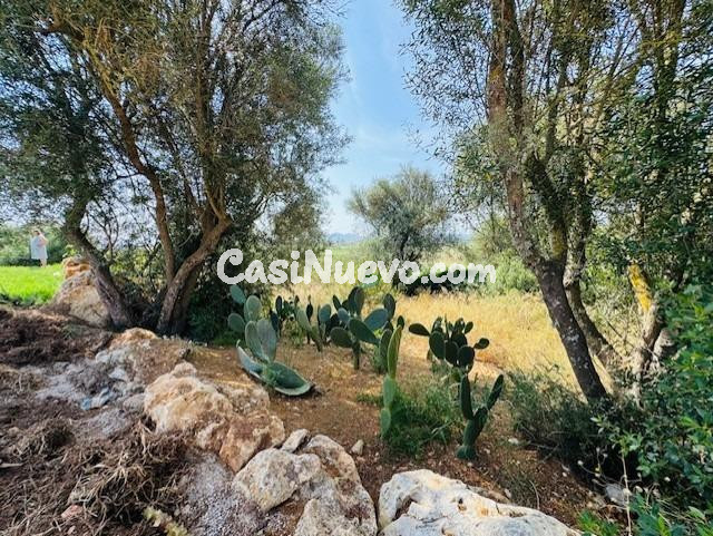 FINCA RUSTICA EN  SA TEULERA - PETRA - foto 36