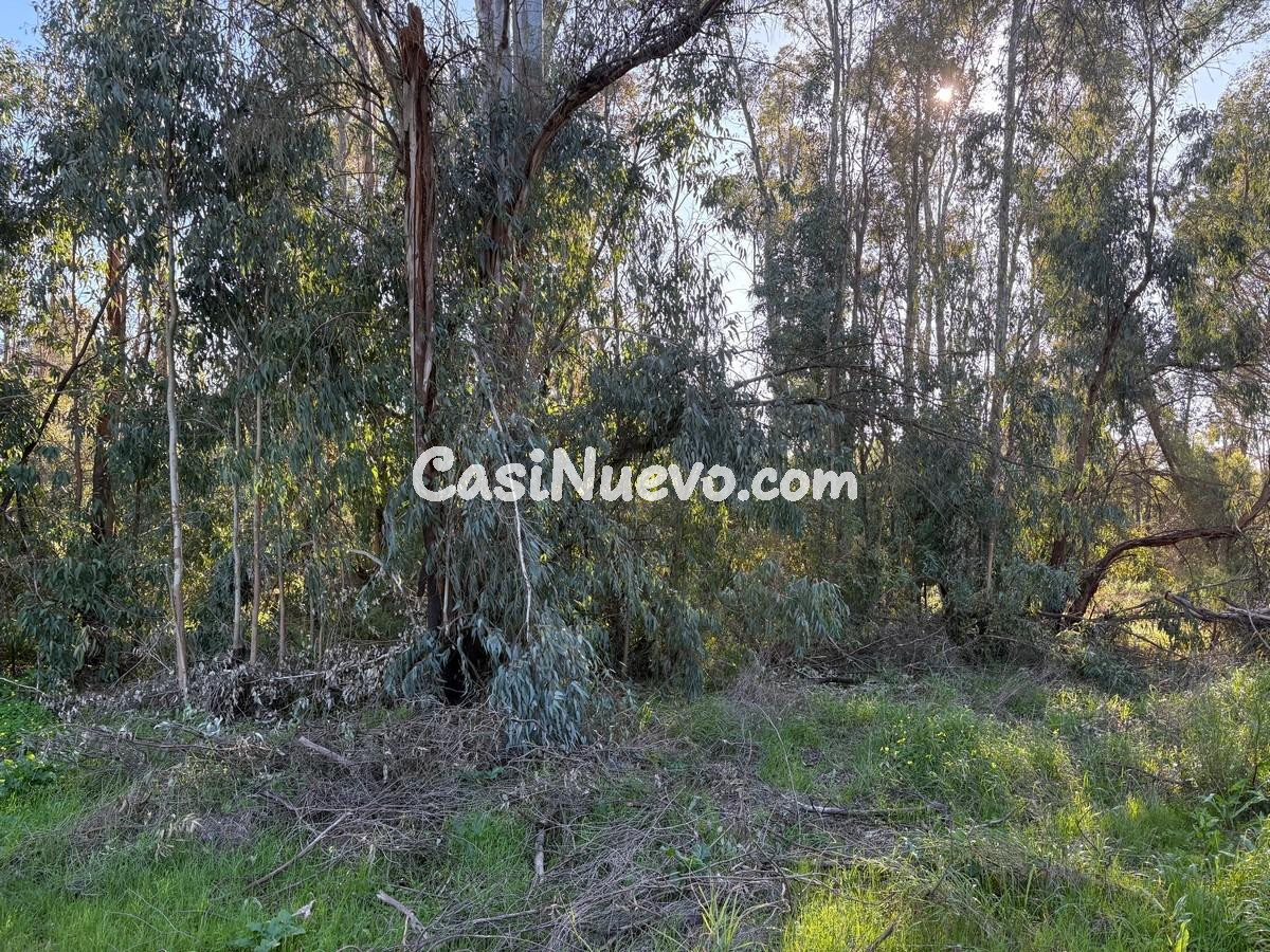Finca rústica de pinar y eucaliptos - foto 2