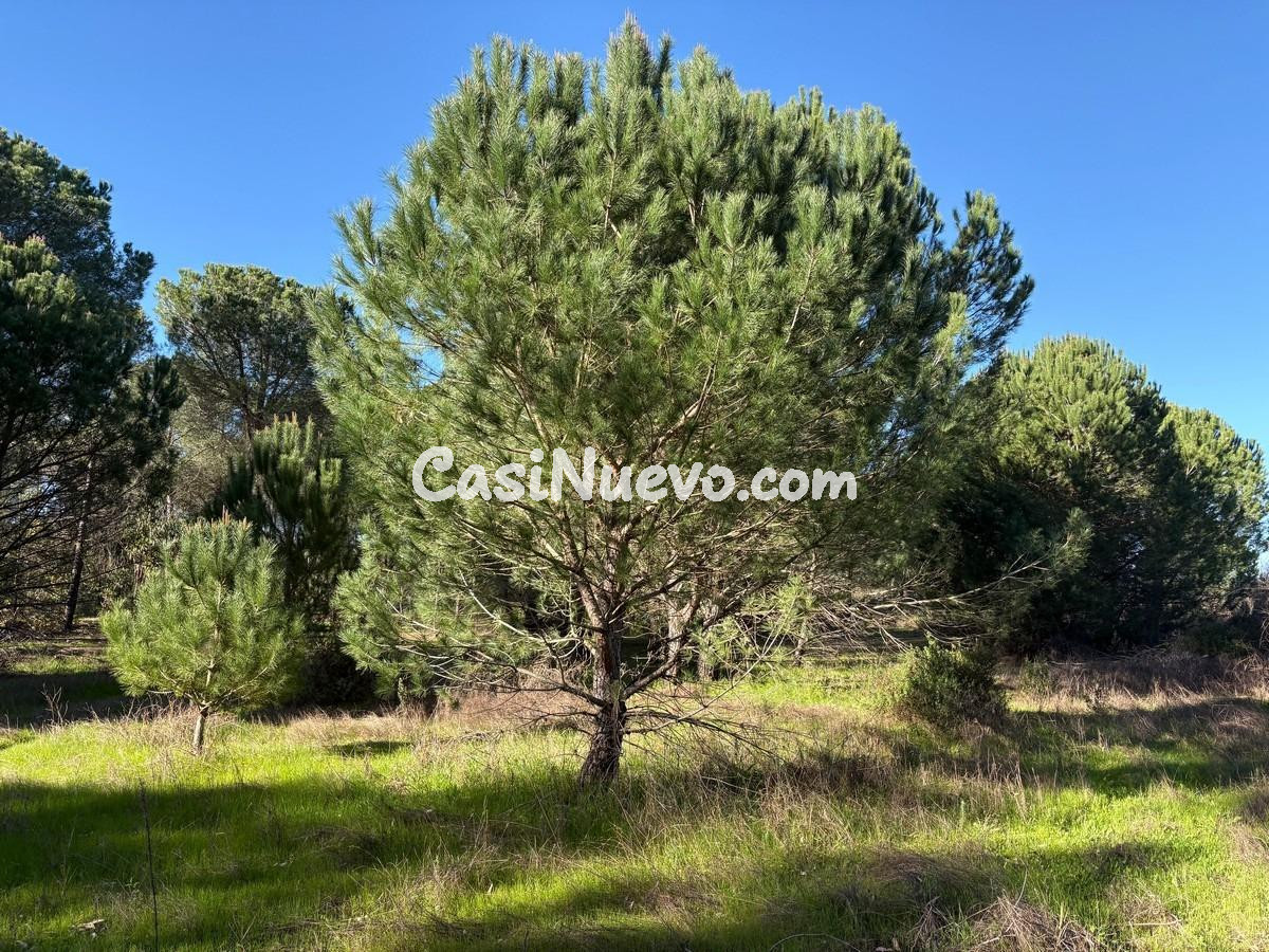 Finca rústica de pinar y eucaliptos - foto 4