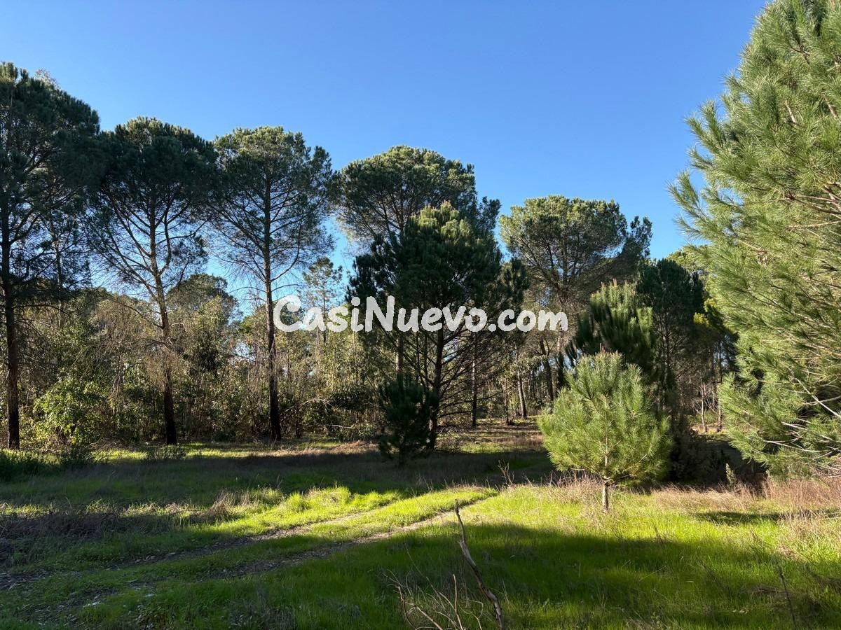 Finca rústica de pinar y eucaliptos - foto 5