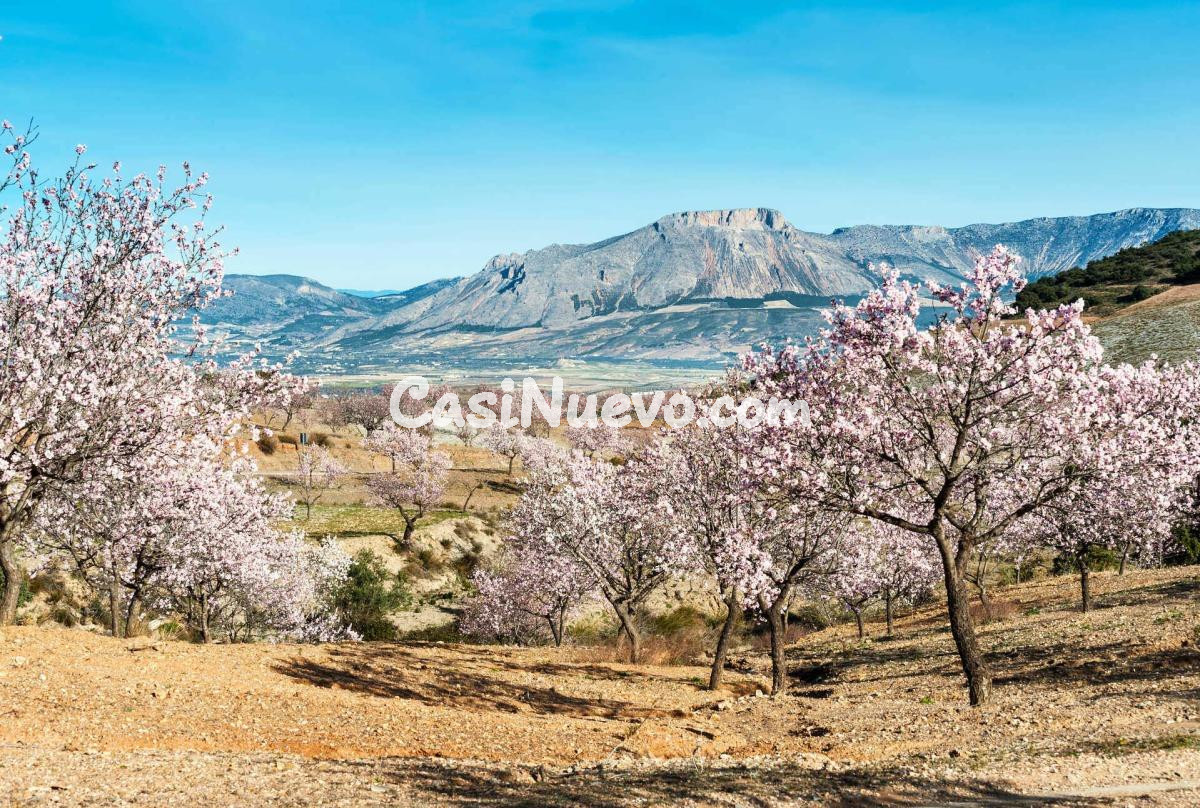 Excelente oportunidad de inversión en Vélez-Rubio – solar en - foto 13