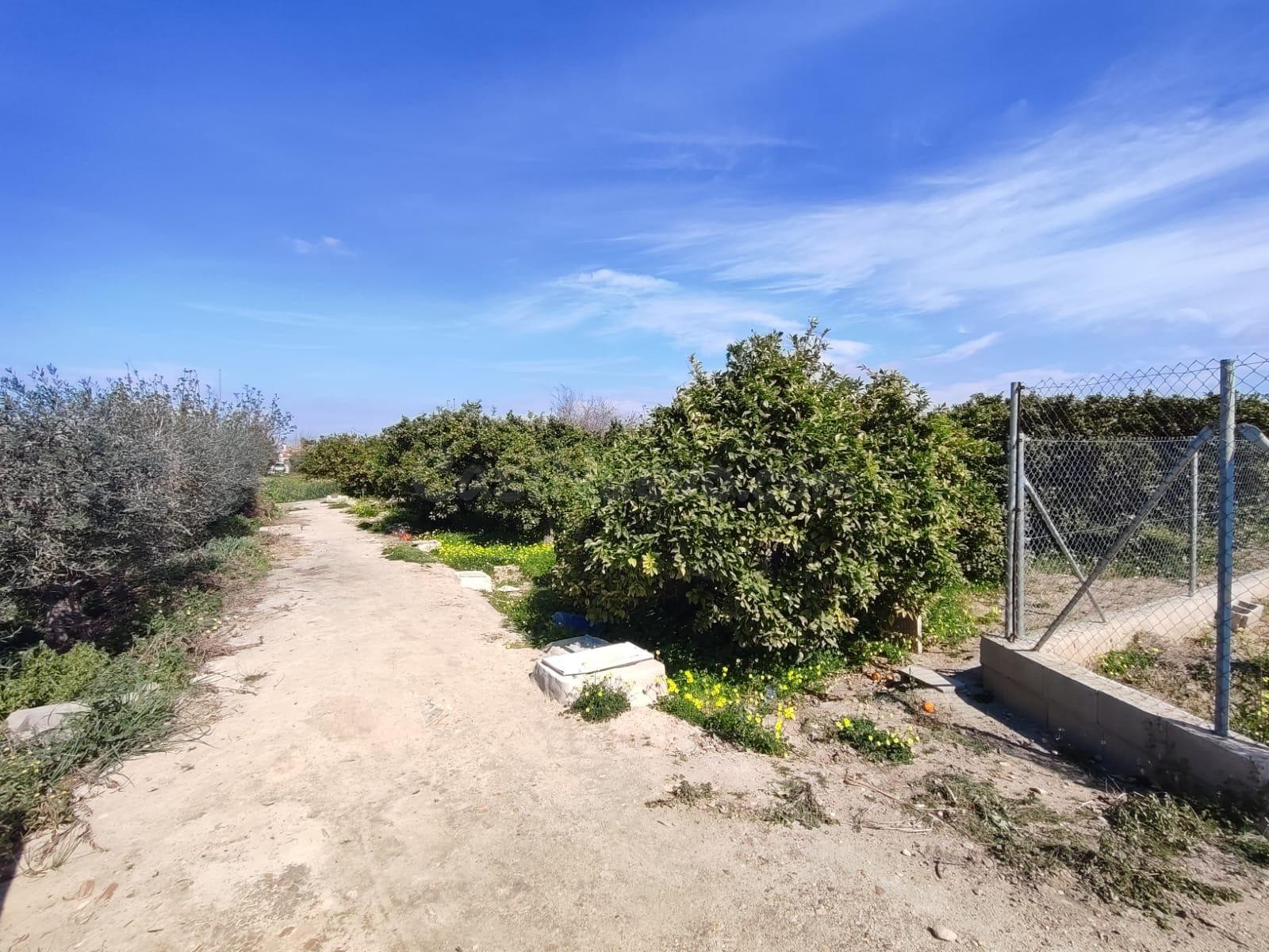 Terreno rústico a la venta en Formentera del Segura! - foto 2