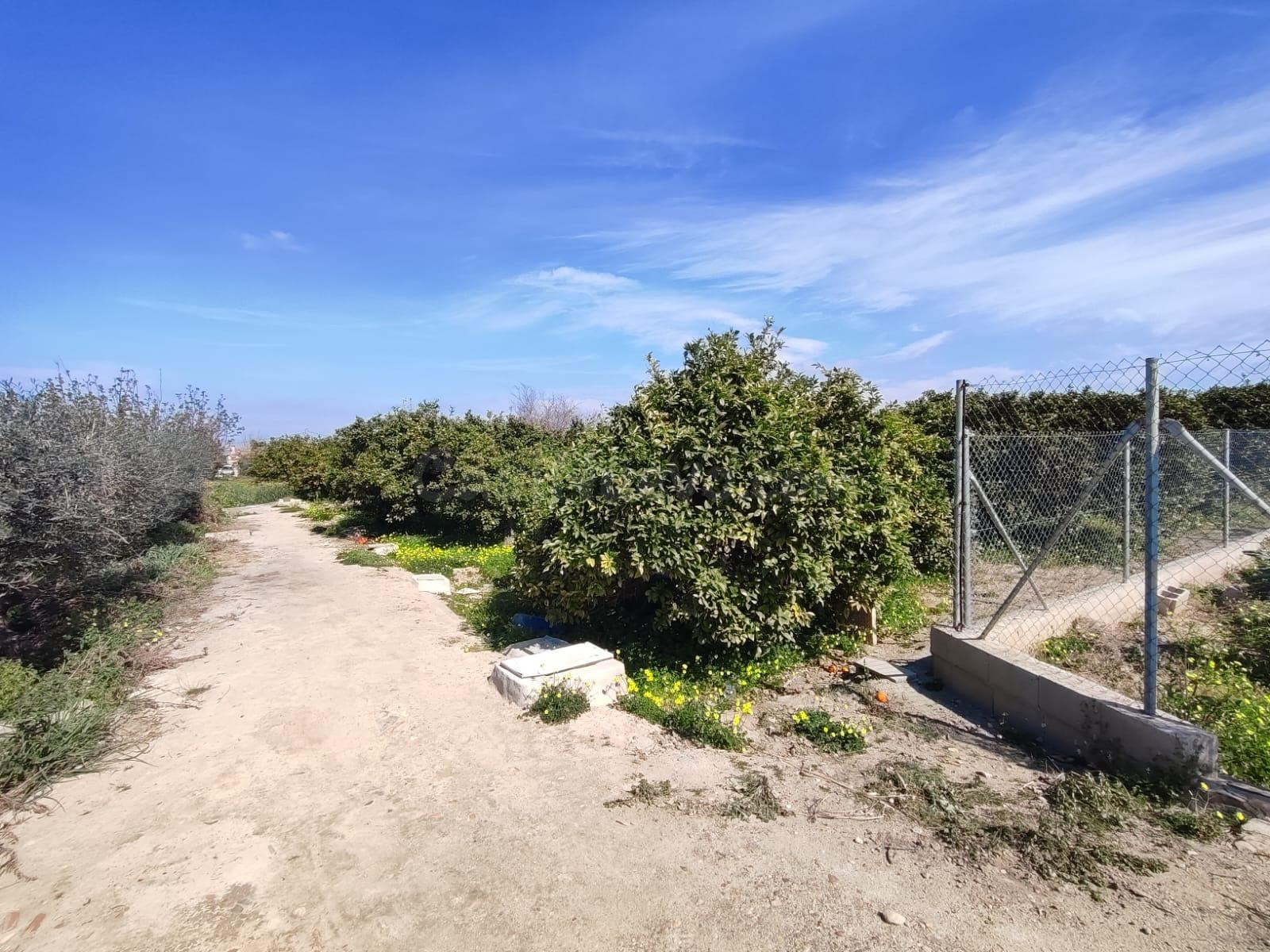 Terreno rústico a la venta en Formentera del Segura! - foto 3