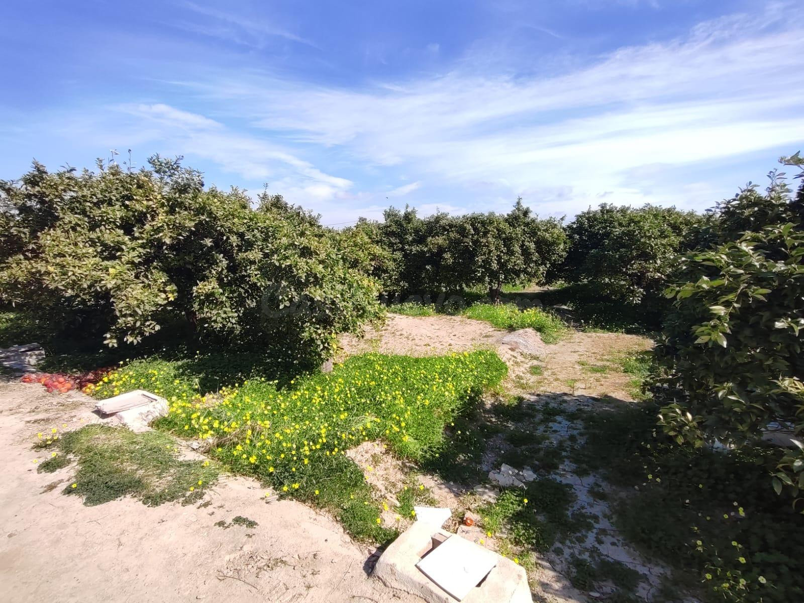 Terreno rústico a la venta en Formentera del Segura! - foto 4