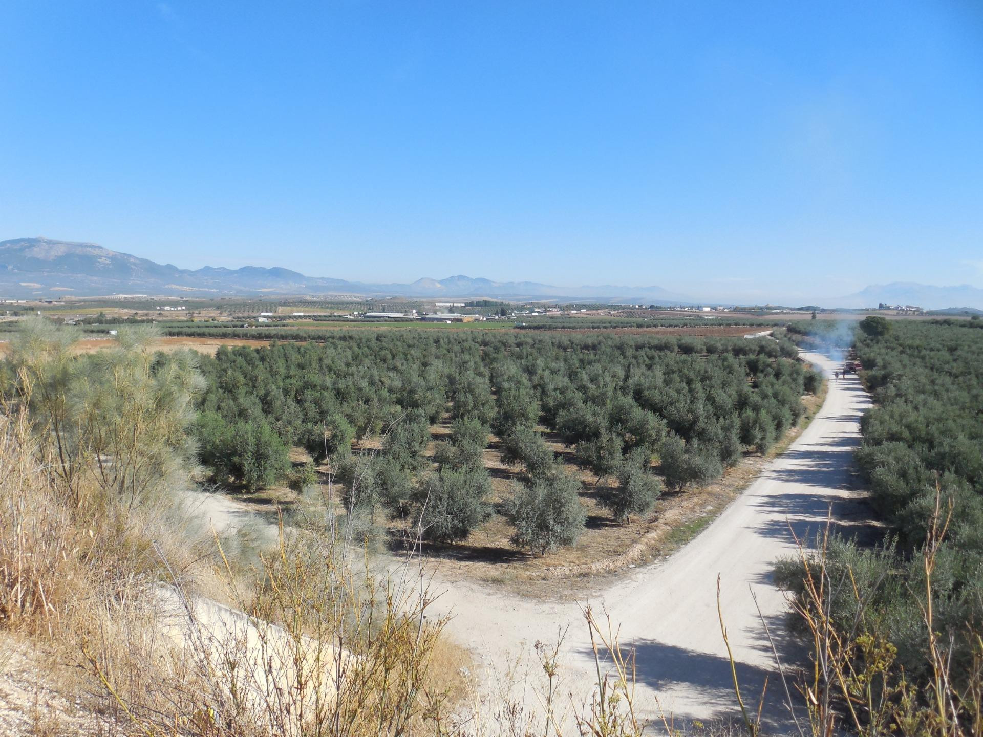 Finca Rústica de regadio con olivos