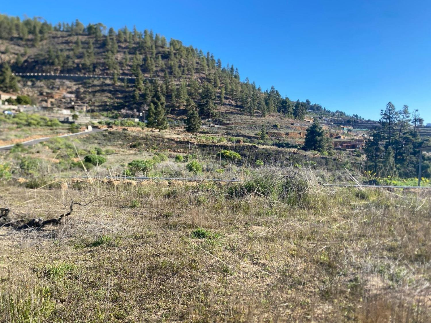 Preciosa finca de 6.889 m2 en Granadilla de Abona - foto 2
