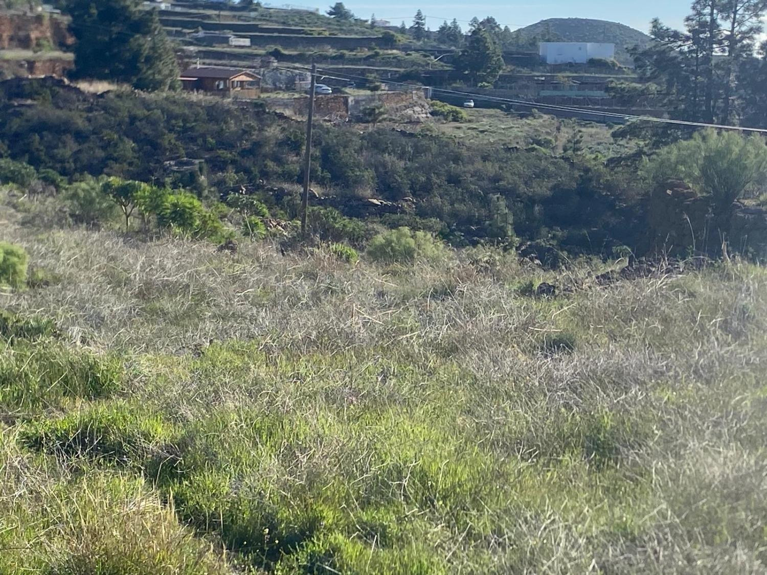 Preciosa finca de 6.889 m2 en Granadilla de Abona - foto 4