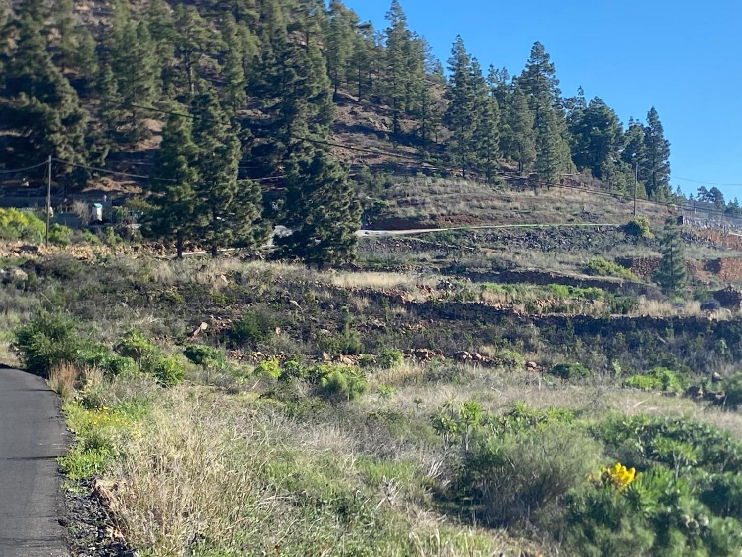 Preciosa finca de 6.889 m2 en Granadilla de Abona - foto 5