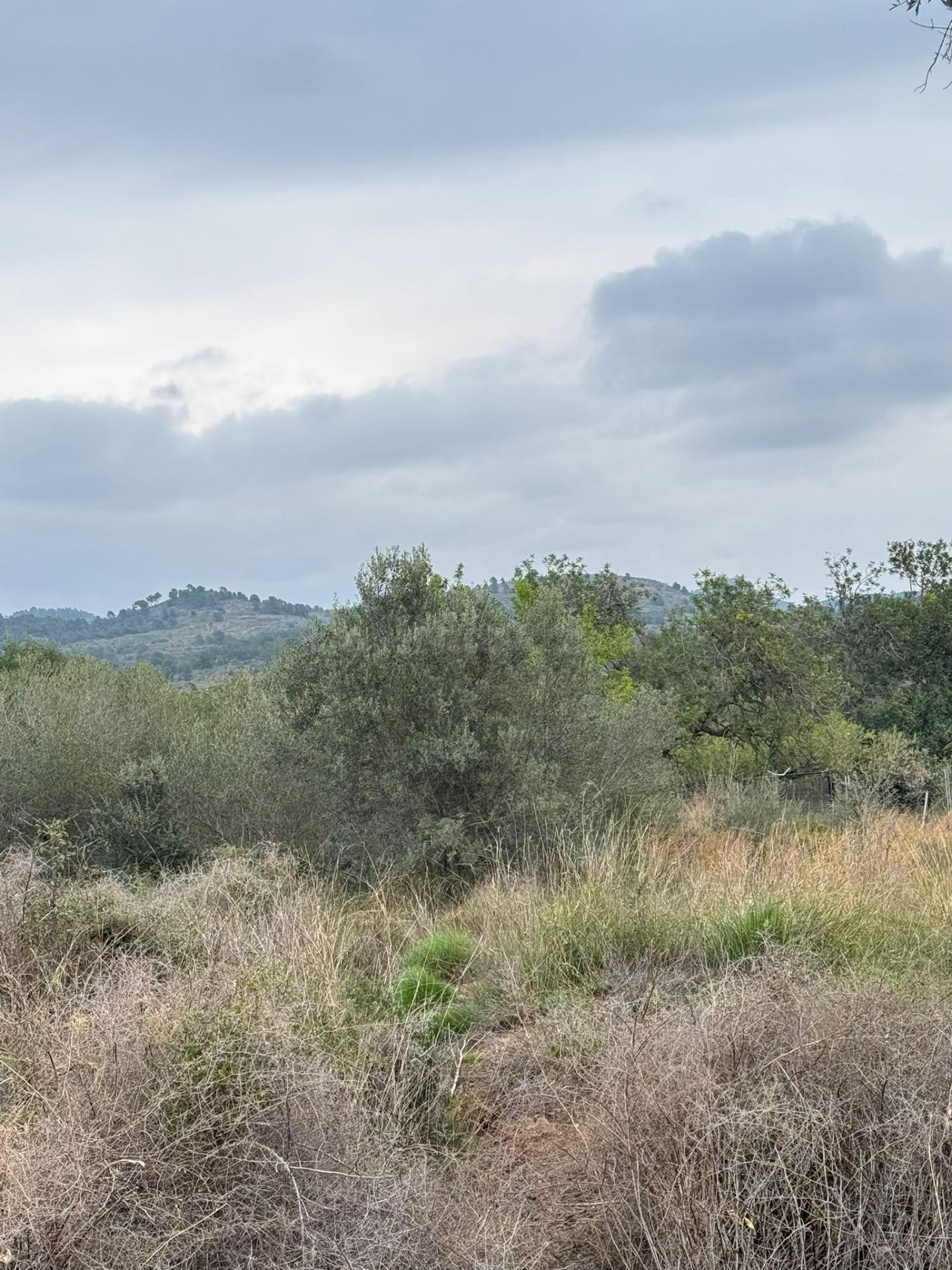 Terrenos en venta en Estivella, tierras cálidas con muchas p - foto 2