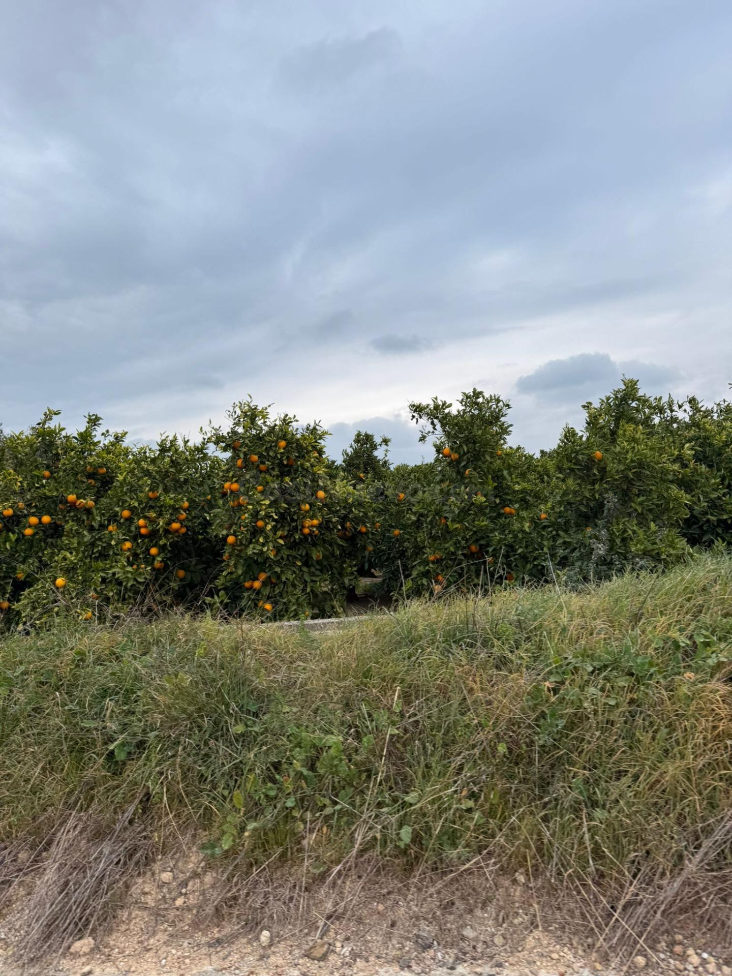 Terrenos en venta en Estivella, tierras cálidas con muchas p - foto 3