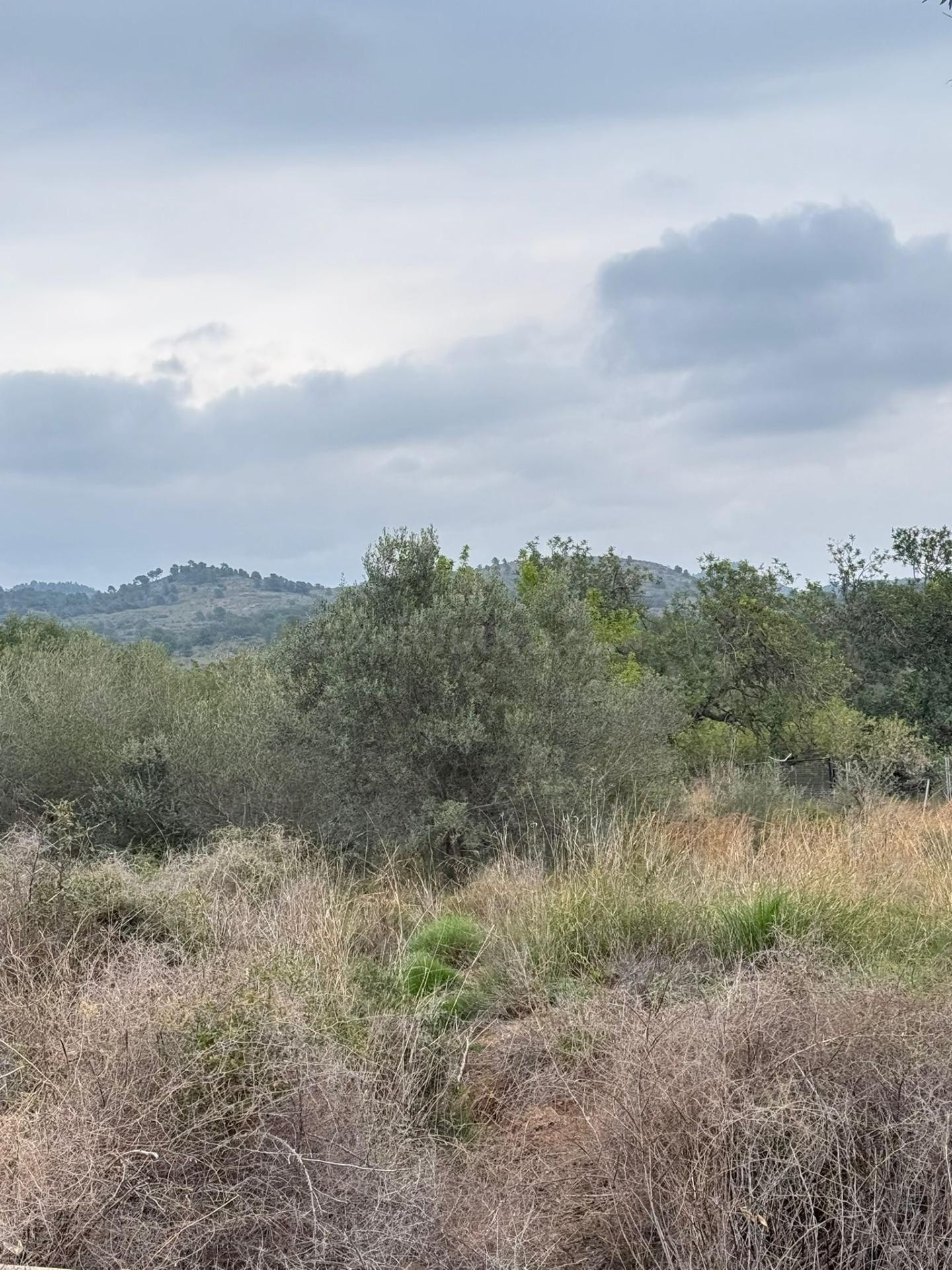 Terrenos en venta en Estivella, tierras cálidas con muchas p - foto 5