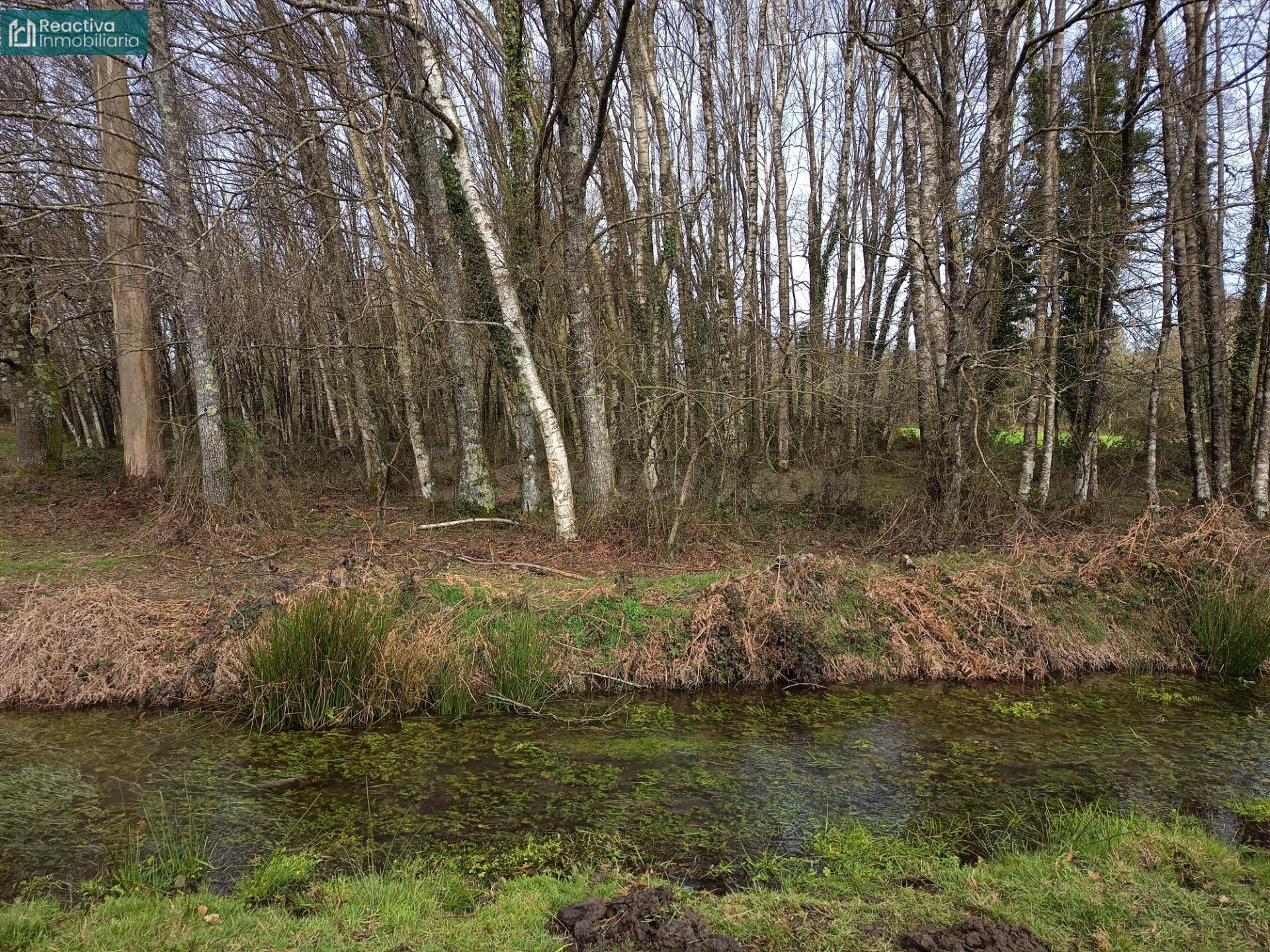 Terreno de 13 Ha., en Melide - foto 4