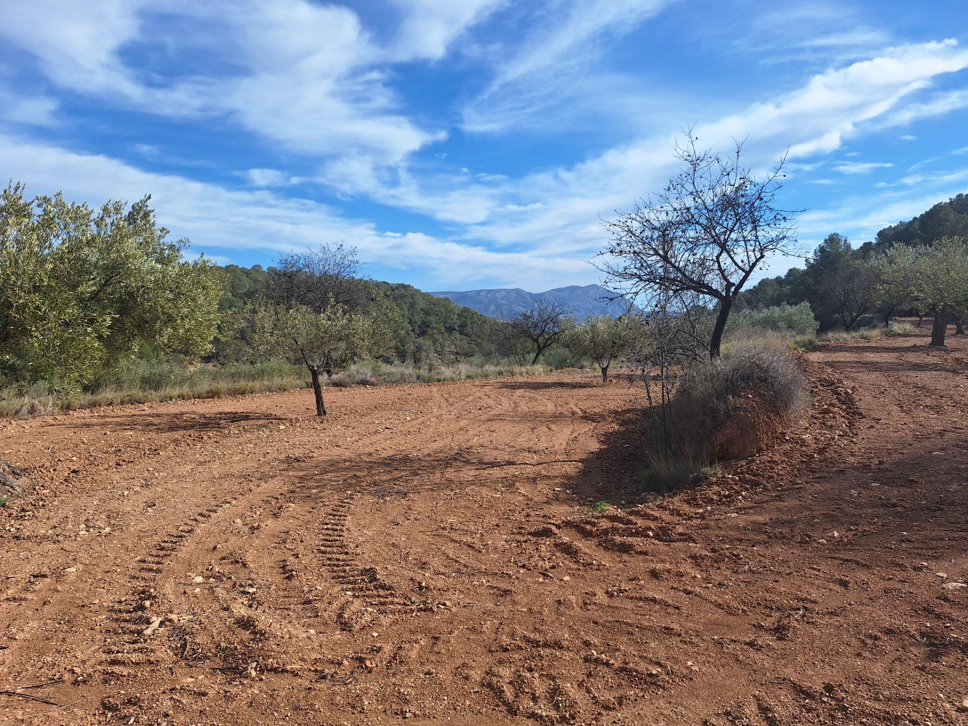 OPORTUNIDAD TERRENO RUSTICO CON PRODUCCION AGRICOLA A 3KM. D - foto 4
