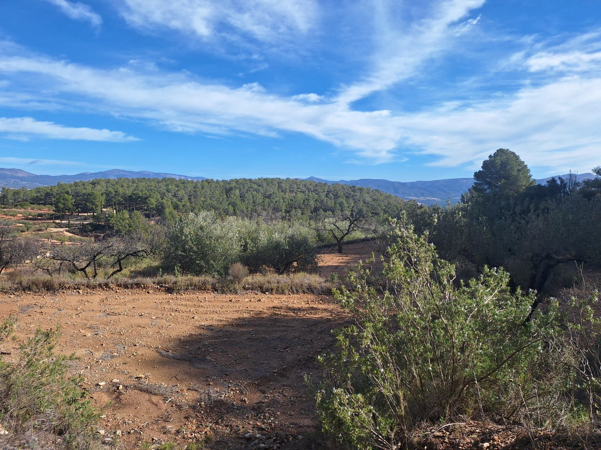 OPORTUNIDAD TERRENO RUSTICO CON PRODUCCION AGRICOLA A 3KM. D - foto 5