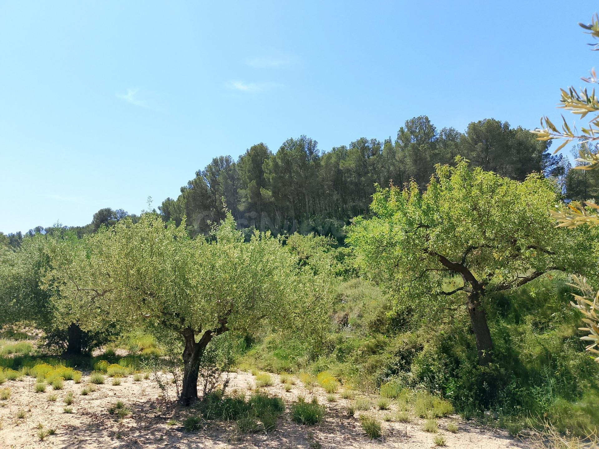 OPORTUNIDAD TERRENO RUSTICO CON PRODUCCION AGRICOLA A 3KM. D - foto 6