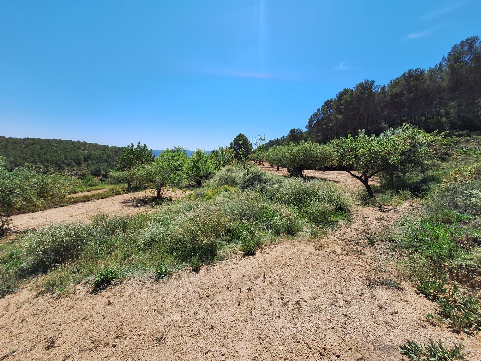 OPORTUNIDAD TERRENO RUSTICO CON PRODUCCION AGRICOLA A 3KM. D - foto 7